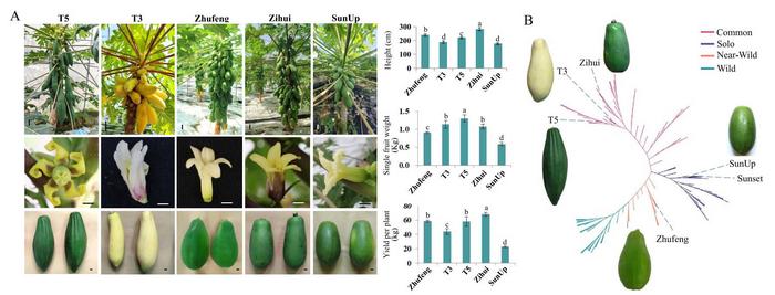 Phenotypic and phylogenetic analysis of papaya.