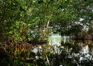 Mangroves at Cispata Bay