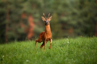 Male Roe Deer