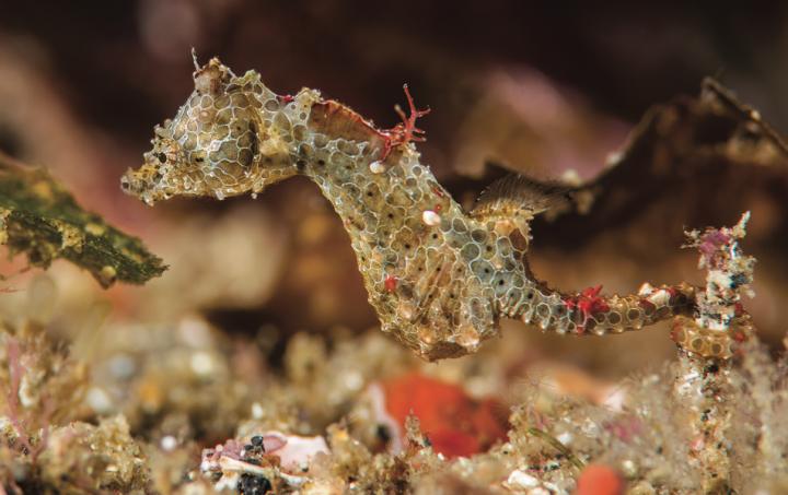 <i>Hippocampus japapigu</i>