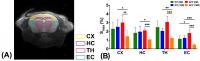 MRI Results for the Parenchyma of Mice Examined in the Experiment.