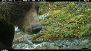 Brown bear_2