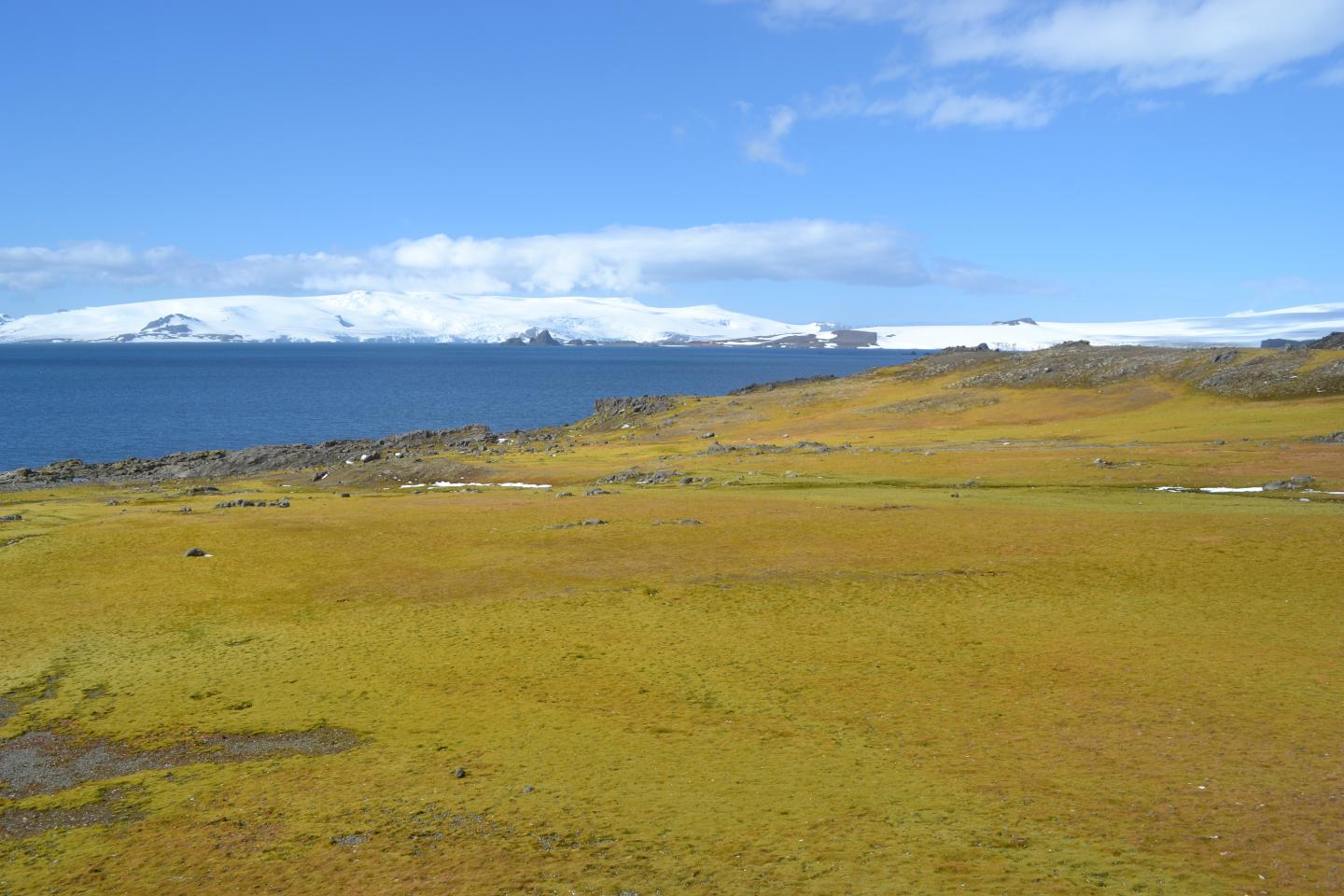 Green Island Moss Bank