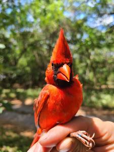 Wild Northern Cardinal