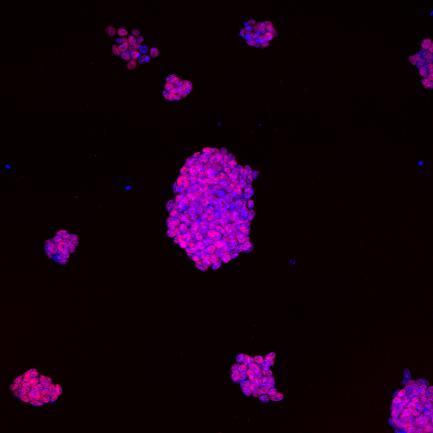 Cells with Nuclei about to Be Sequenced