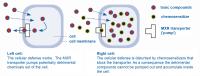 Chemosensitizer