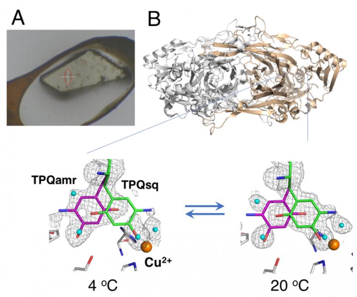 Fig.1 Non-Cryocooled Crystal Mounted Using the HAG Method