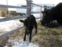 Newborn Calf in Glasgow, Mont. (2 of 3)