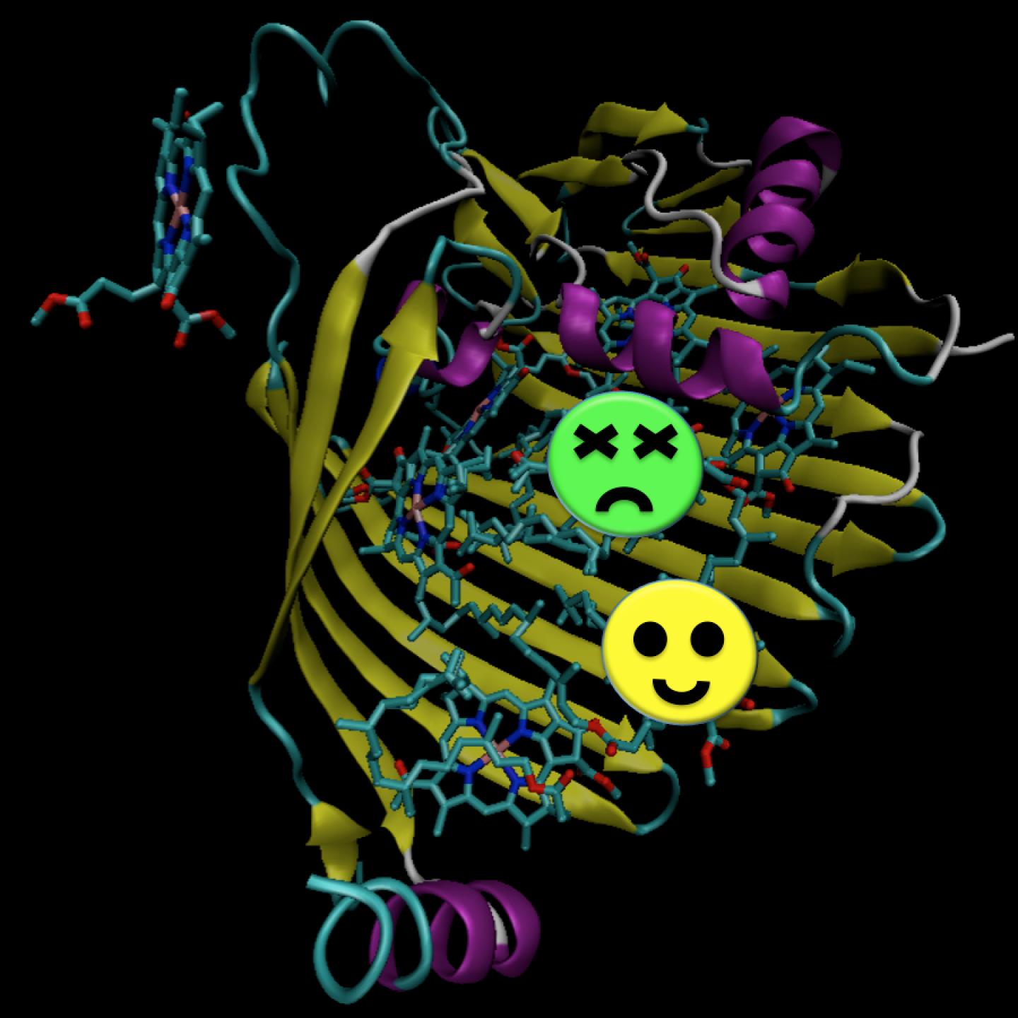 Quantum Effects Observed in Photosynthesis