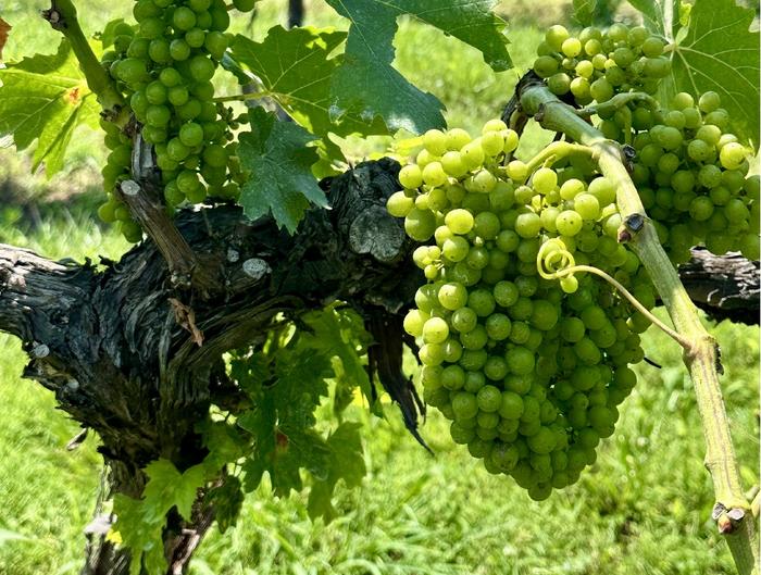 Grapes at Spout Springs Estates, Blaine, Tennessee