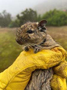 preferred-degu
