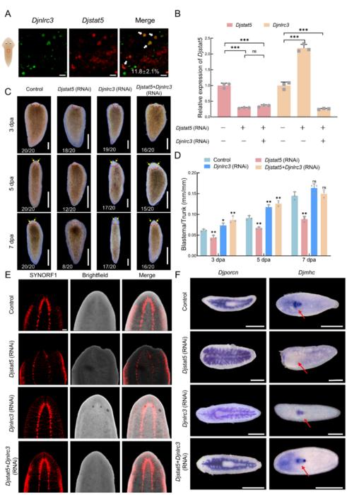Djstat5 regulates planarian regeneration by suppressing Djlnrc3