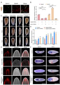 Djstat5 regulates planarian regeneration by suppressing Djlnrc3