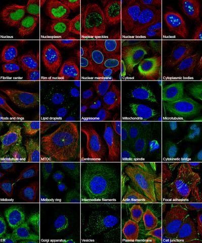 Cells in Detail