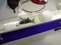 Tarantula to Go