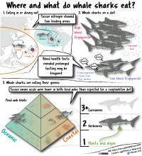 Cartoon Showing Whale Shark Migration Maps and Diet Graphs