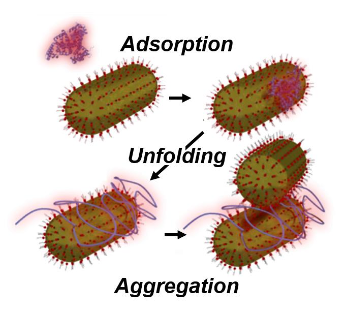 Nanoparticle Aggregation