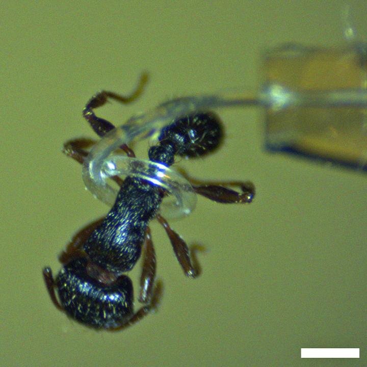 Micro-Tentacles