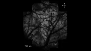 Plasticity in the visual cortex after supervised and unsupervised training