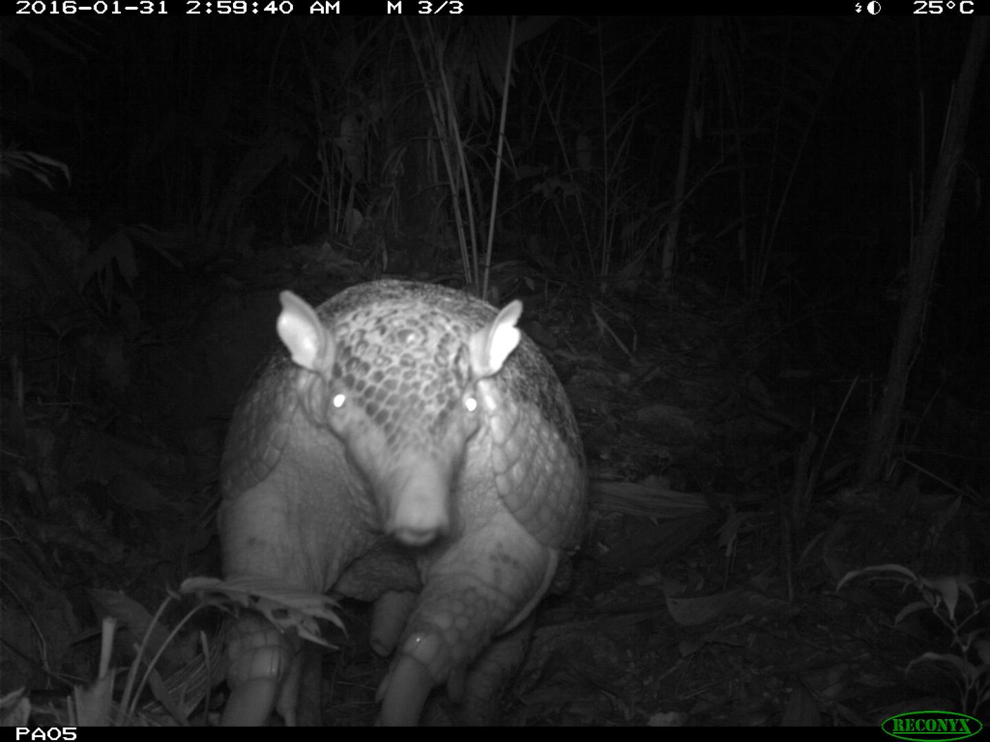 Giant Armadillo