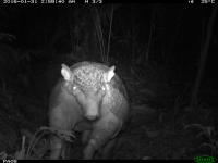 Giant Armadillo