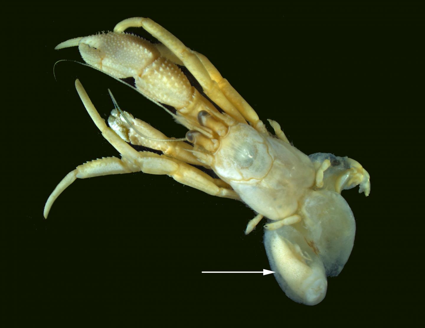 The rhizocephalan barnacle peltogaster curvatus (Arrow) on its Host, the Hermit Crab