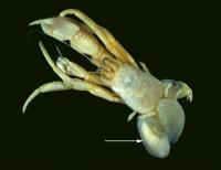 The rhizocephalan barnacle peltogaster curvatus (Arrow) on its Host, the Hermit Crab