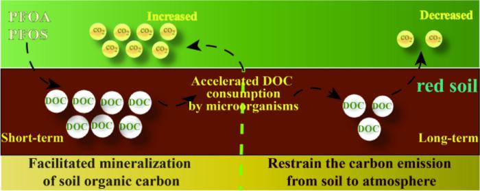 PFOA and PFOS induces mineralization of soil organic carbon by accelerating the consumption of dissolved organic carbon