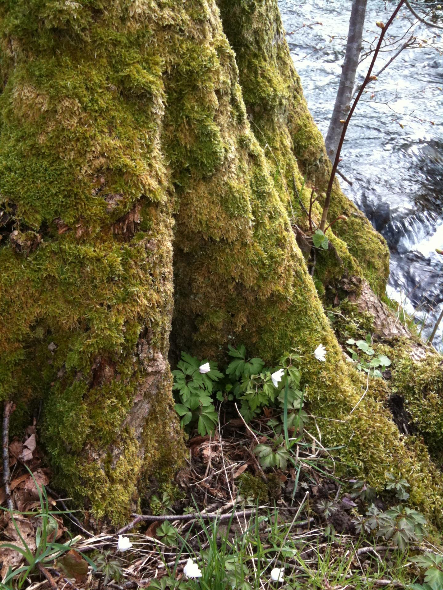 The Protective Layer of Prehistoric Land Plants