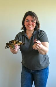 Juvenile and adult green crab
