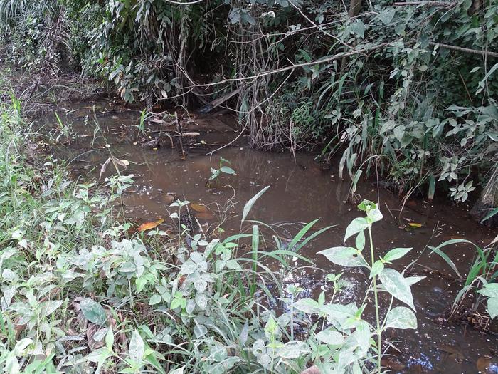 Moema claudiae habitat