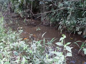 Moema claudiae habitat