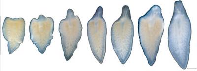 <i>Dendrocoeulum lacteum</i>