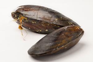 Mussels