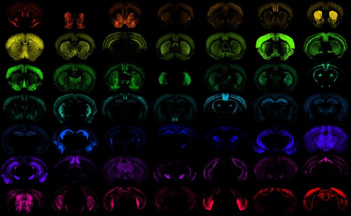 Scientists create next generation of tools in battle against brain disease
