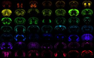 Scientists create next generation of tools in battle against brain disease