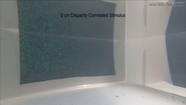 Cuttlefish Use Depth Perception Similar to Vertebrate Vision When Hunting Prey (5 of 9)