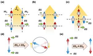 Asymmetric Spin Torque Unlocks Deterministic Control of Antiferromagnetic Memory