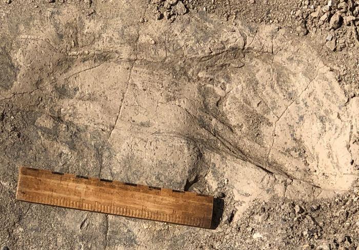 1.4-million-year-old footprint from Kenya