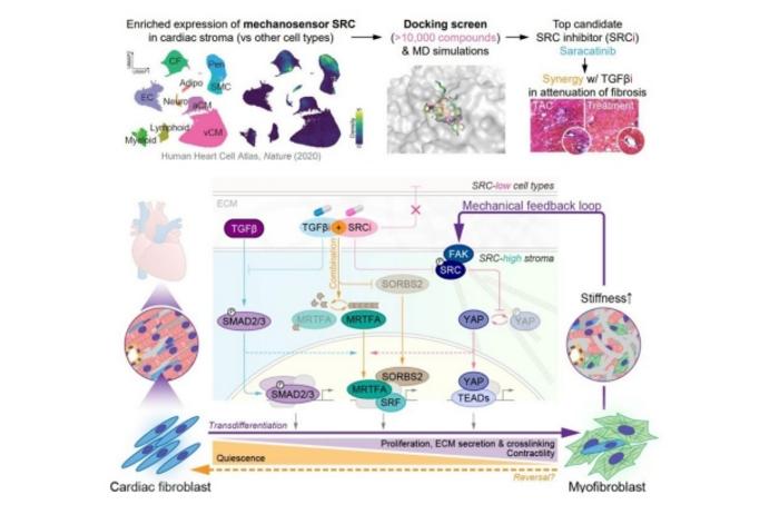 Cardiac Fibrosis
