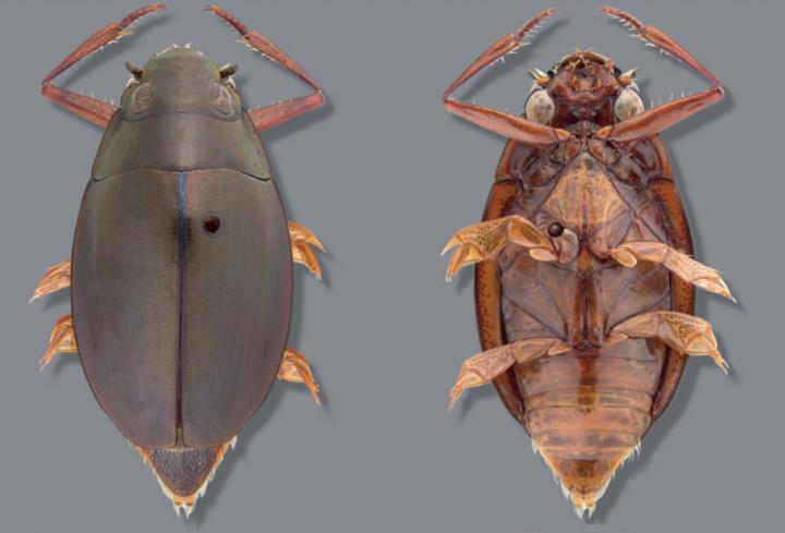 <I>Dineutus shorti</I>