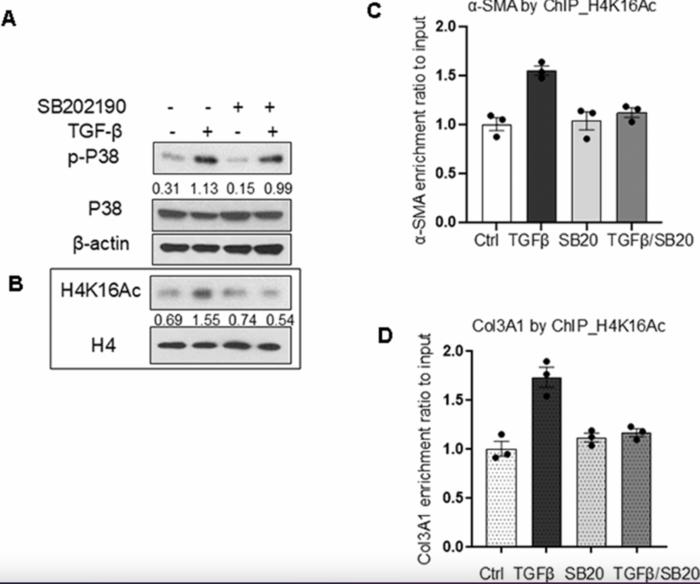 P38 MAPK is involved in epigenetic regulation of fibrotic genes in replication induced senescence in lung fibroblasts
