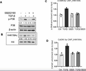 P38 MAPK is involved in epigenetic regulation of fibrotic genes in replication induced senescence in lung fibroblasts