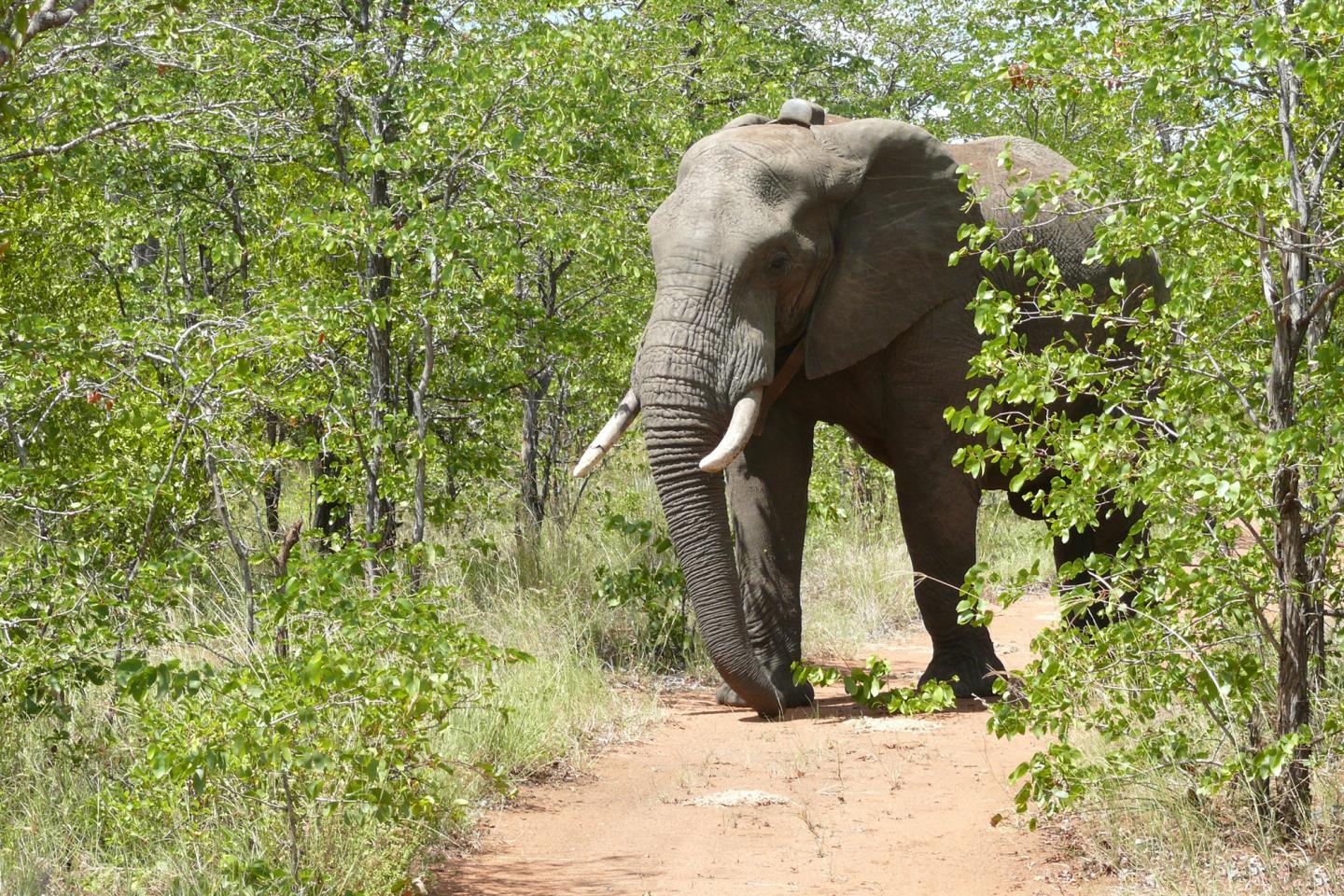 Elephant