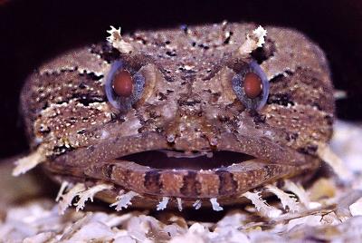 Grunt, Growl and Channel Your Inner Fish (7 of 7)