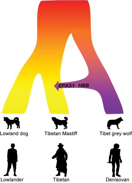 Same High Altitude Adaptation Found in Dog and Man