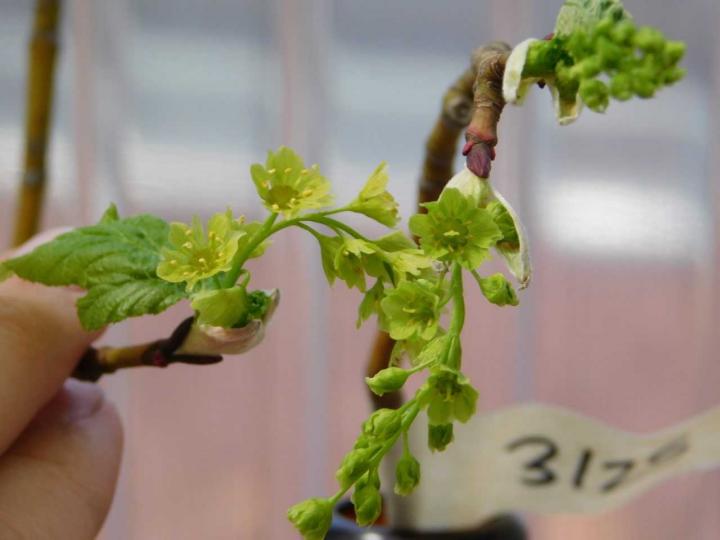 Striped Maple Branches, Male and Female