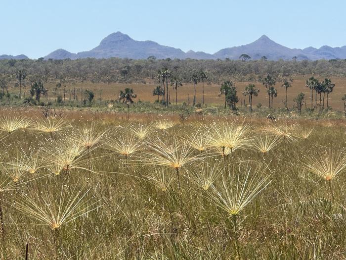 Brazil's Cerrado