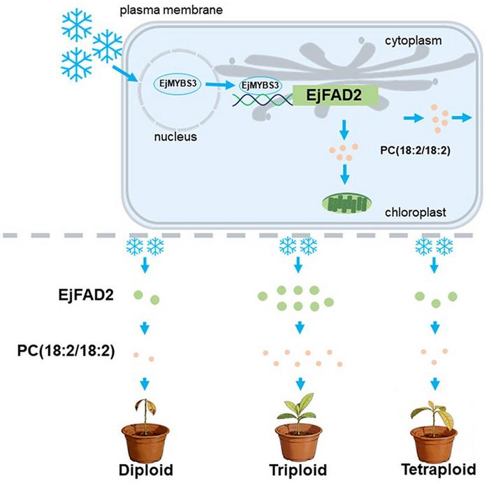Molecular model of EjFAD2 regulation of freezing stress tolerance in loquat.