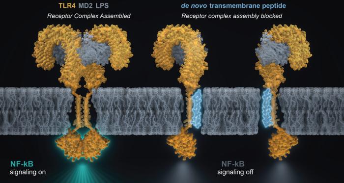 New designed transmembrane peptide